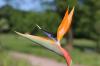 Цвет папагаја, стрелиција: брига од А-З