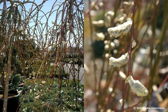ערבה חתלתול תלויה - Salix caprea 'Pendula'