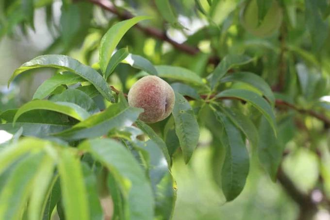 ატმის ხე - Prunus persica