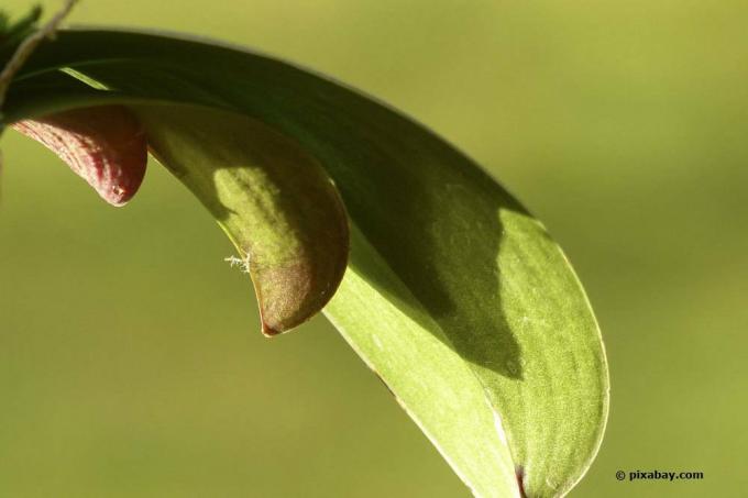 folha inferior esquerda da orquídea está enrugada