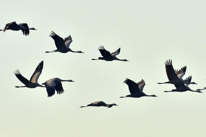 Bird migration of cranes