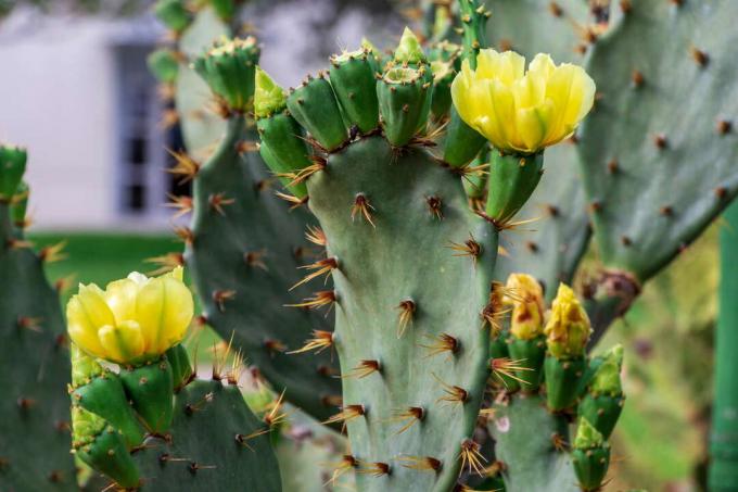 Opuntia polycantha with yellow flowers