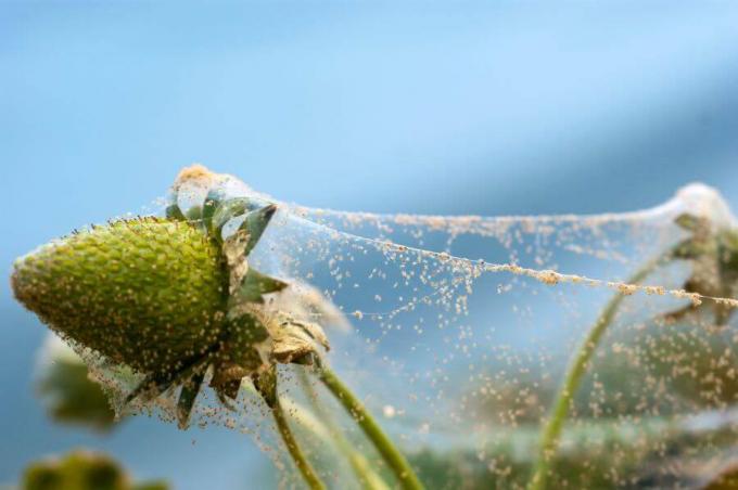 Spider mite webs on strawberries