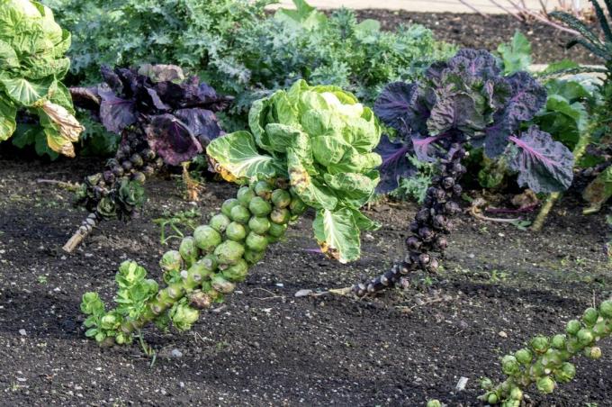 Φυτεύοντας τα λαχανάκια Βρυξελλών
