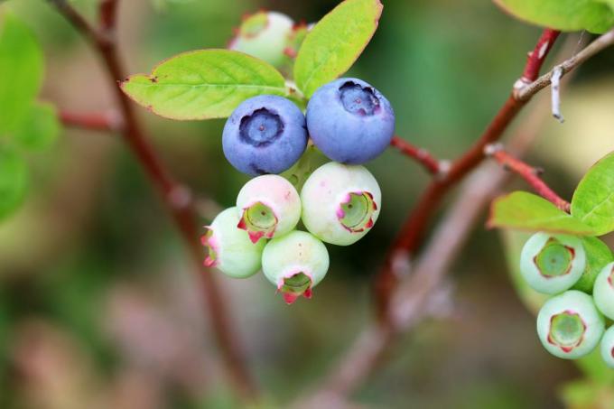 Blueberry - Blueberry - Vaccinium myrtillu