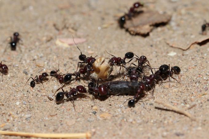 шта-користи-имати-мравима