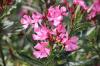 Hibernate oleanders: hur och var? I källaren, utomhus