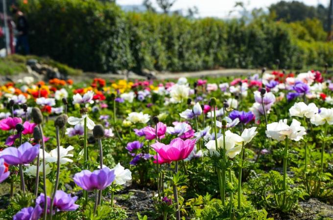 Tiempo de floración de Crown Anemone