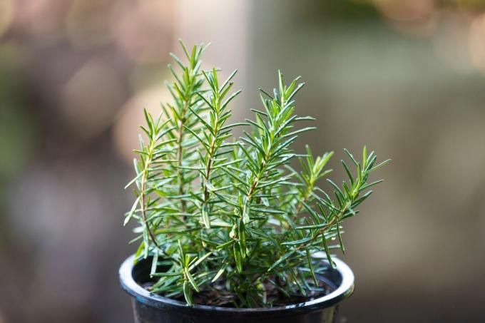 Young rosemary in a pot