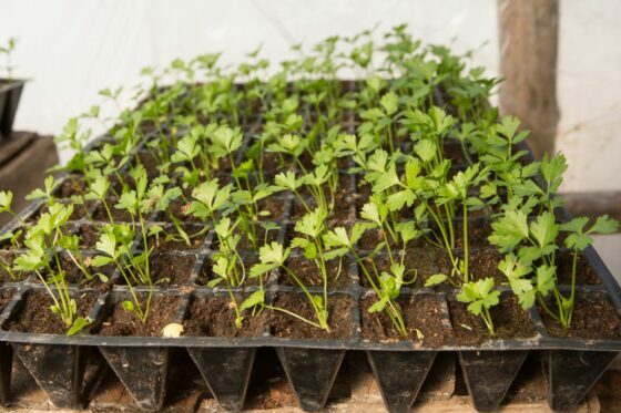 Selerijas audzēšana: dažādas variācijas jūsu dārzā