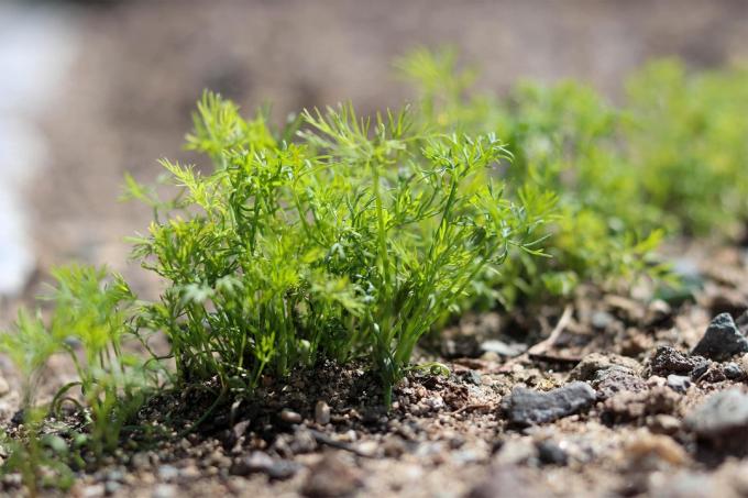 Dild (Anethum graveolens) plantet i jorden
