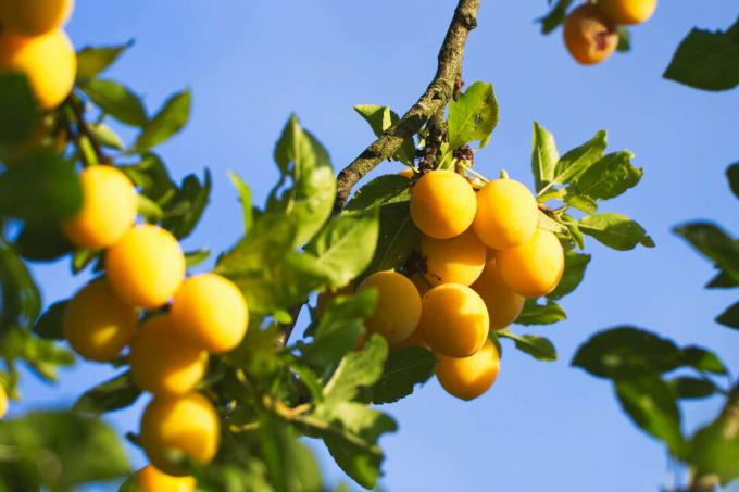Mirabelės medis veda daug geltonų vaisių