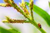 Oleander kártevők: ismerje fel és küzdje le a fertőzést