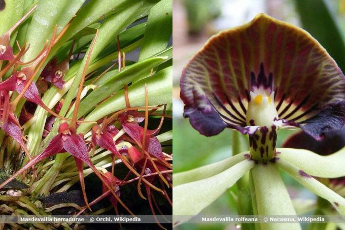 Specie di orchidee Masdevallia