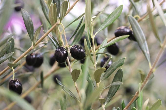 melnās olīvas uz olīvkoka (Olea europaea)