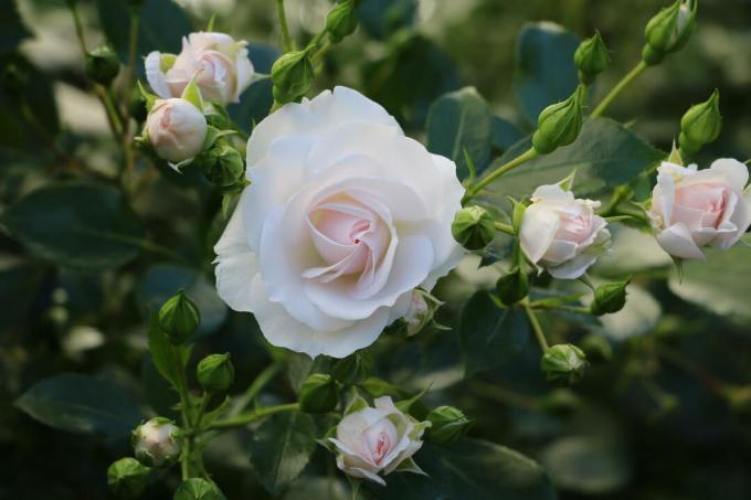 Bílá půdopokryvná růže