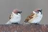 Tree sparrow: young bird, breeding season & more