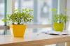 30 лучших растений для офиса
