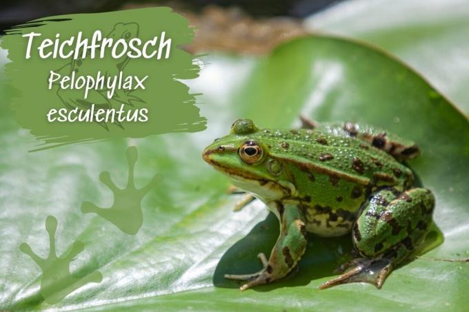 Ribniška žaba: profil, značilnosti in habitat - naslovna slika