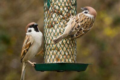 Lindude õige toitmine: aastaringne või talvine toitmine?
