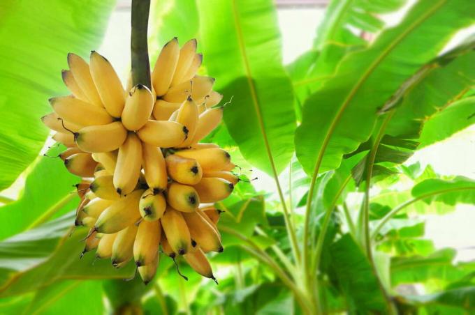 Banán banán növény