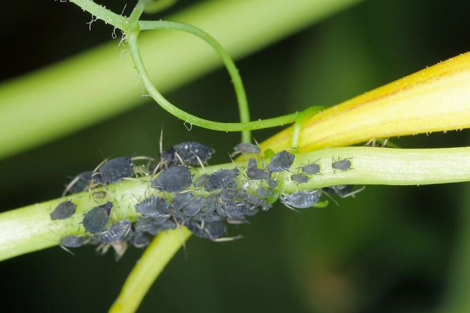 Plant infested with black bean aphid