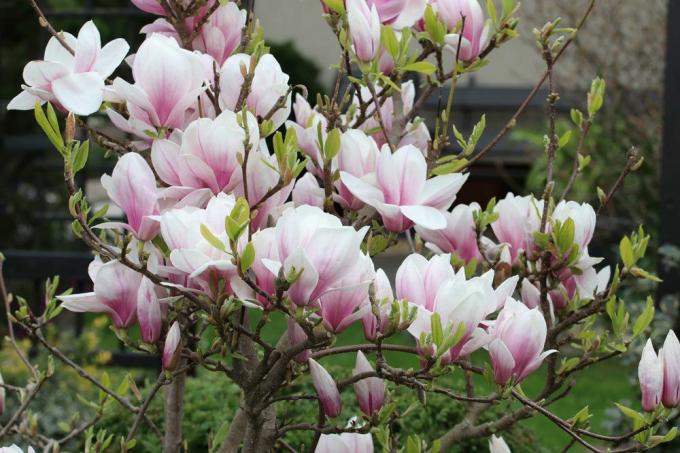 Tulipan magnolija, Magnolia soulangeana