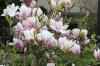 Lokasi yang ideal untuk magnolia