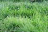 Padang rumput herbal: 6 tips untuk berkreasi