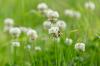Combattre le trèfle dans la pelouse: conseils d'experts