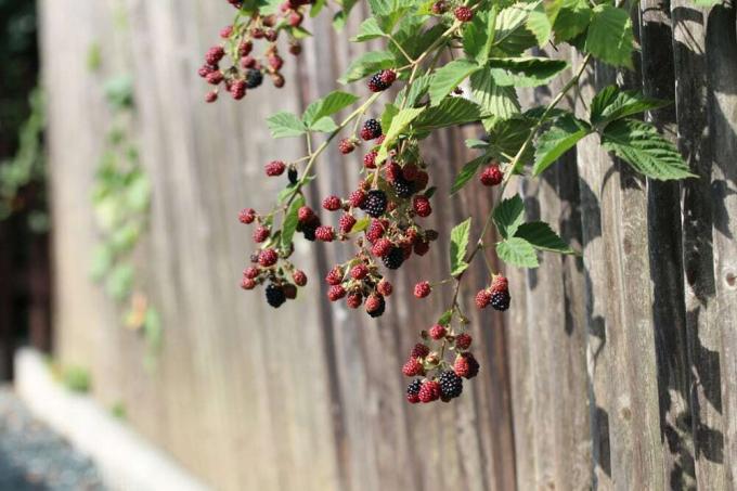 Blackberry - Rubus sectio rubus