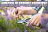 Lavendel sommarbeskärning: hur man trimmar den