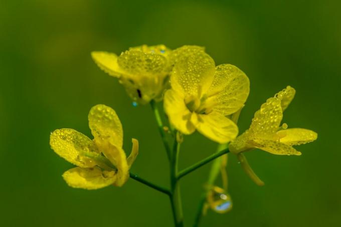 żółte kwiaty musztardy
