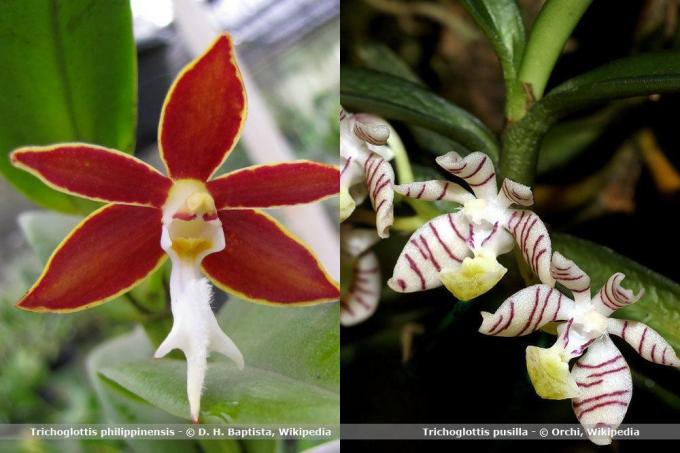 Especies de orquídeas, Trichoglottis