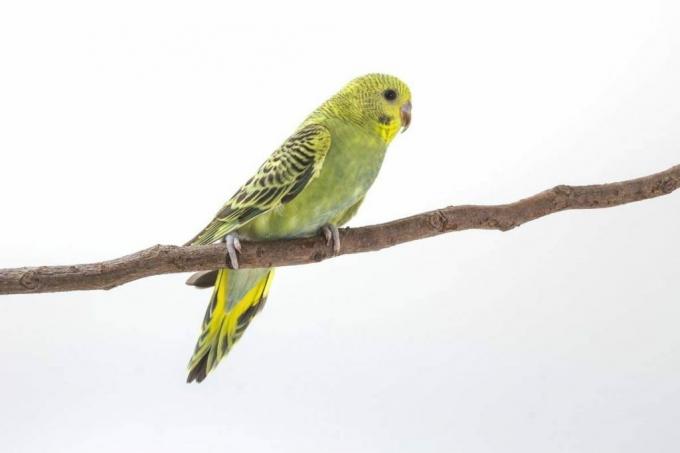 geltonai žalias paukštis