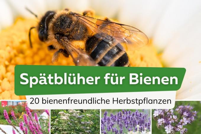 Late Bloomers for Bees - Φθινοπωρινά φυτά φιλικά προς τις μέλισσες