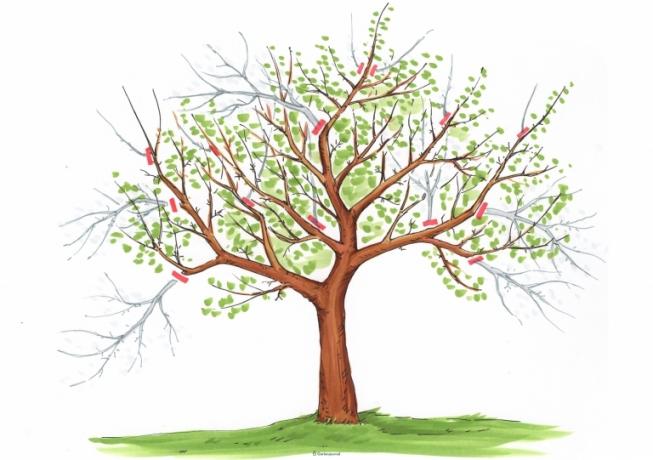 Atnaujinkite vyšnių medį
