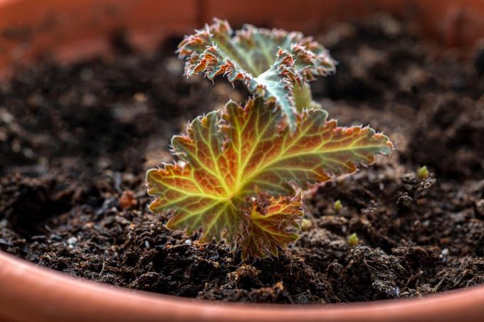 tuberösa-begonier-växer inte