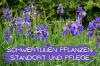 Planter des iris: emplacement et entretien