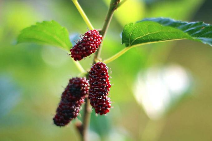 Morus rubra Red mulberry on a branch