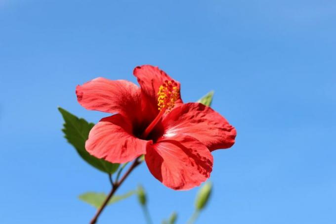 Τριαντάφυλλο γεράκι - Hibiscus rosa-sinensis