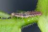 Nyttiga insekter mot bladlöss: tips för naturlig bekämpning