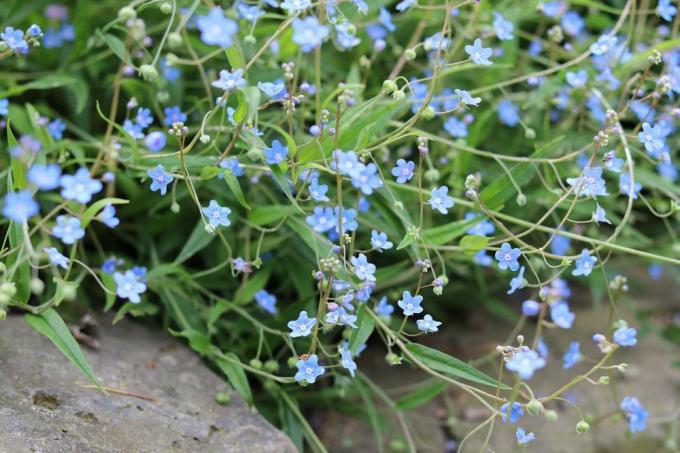 Souviens-toi, Omphalodes verna