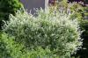 Salice arlecchino, salice ornamentale 'Hakuro Nishiki', Salix integra
