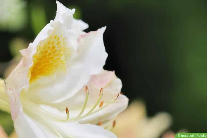 Azalée d'intérieur - Rhododendron simsii