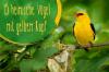 Aves de cabeça amarela: 15 espécies nativas