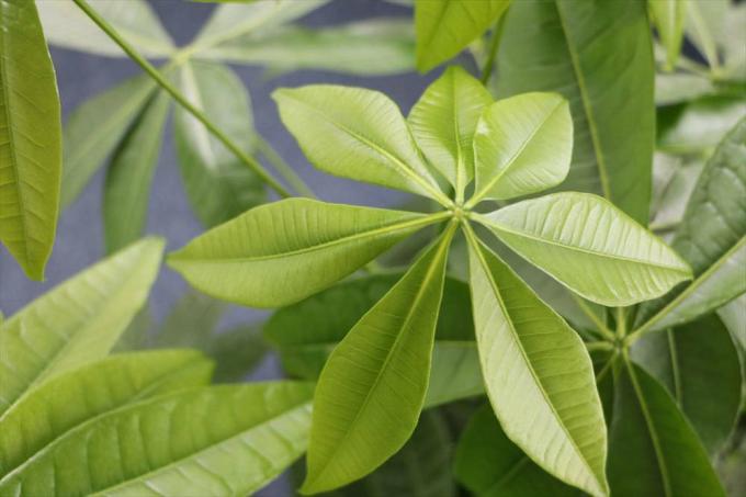 Castanul norocos este o plantă ornamentală populară