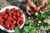 Picking, storing and preserving strawberries correctly