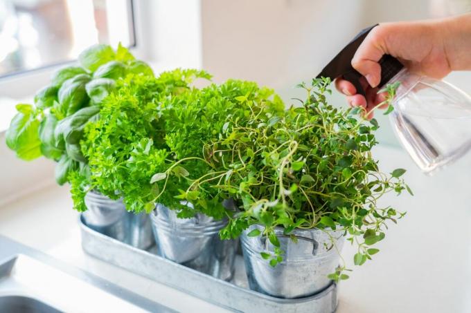 Parsley is watered with spray bottle