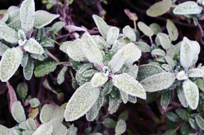 Salvia med frost i sängen på vintern